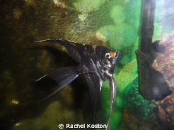 MY PET FISH!!! by Rachel Koston 